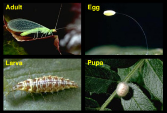 Green lacewing life cycle.[J.K. Clark]