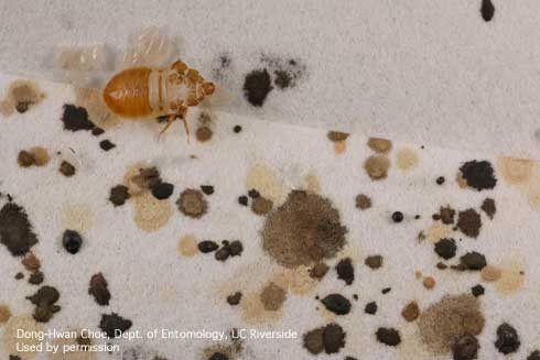 Fecal spots, eggs and cast skins of bed bugs. [D.H. Choe]