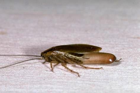 Female German cockroach with egg case. [J.K. Clark]