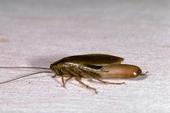 Female German cockroach with egg case. [J.K. Clark]
