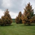 Fig. 1 Severe case of Imprelis herbicide injury to trees. [P. Landschoot, Penn State Extension]