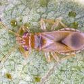 Fig 1. Bronze bug adult. [G. Arakelian]