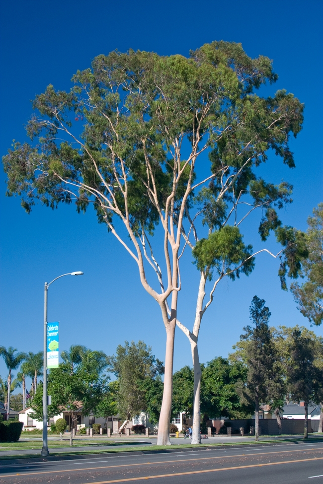 Fig 2. Eucalyptus tree. [D. R. Hodel]