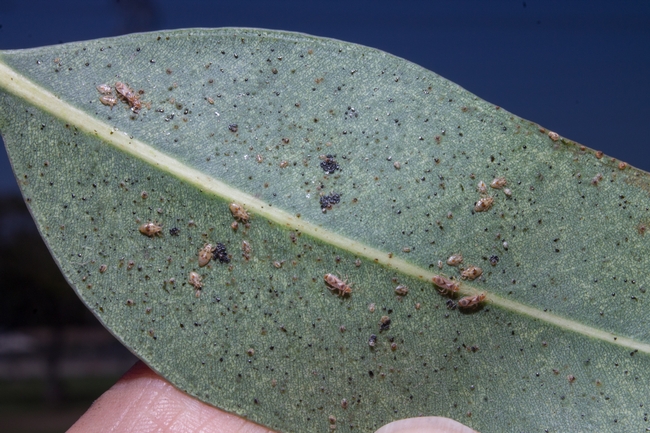 Fig 6. Bronze bug  life stages and fecal spots on leaf. [D. R. Hodel]
