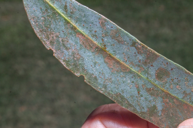 Fig 7. Leaf showing bronze discoloration. [D. R. Hodel]