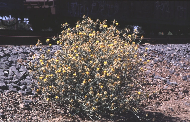 Yellow star thistle plant. (J. M. DiTomaso)