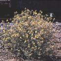 Yellow starthistle plant. (J. M. DiTomaso)