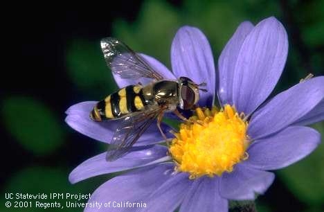 Syrphid fly adult, a pollinator that during its larval stage is a predator of aphids. (Jack Kelly Clark)