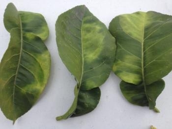 Huanglongbing causes blotchy yellow mottling that is not the same on both sides of the leaf.