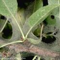 Spider mites can produce copious amounts of webbing. (Jack Kelly Clark)