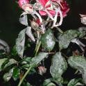 Powdery mildew on rose. (Jack Kelly Clark)