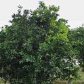 Leaf yellowing in one-quarter of citrus tree canopy due to huanglongbing. (M.E. Rogers)