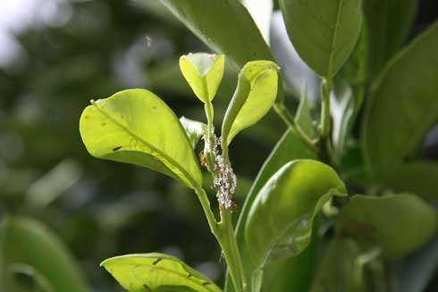 Nymphs and white waxy tubules of Asian citrus psyllid infesting citrus and being tended by ants. (M.E. Rogers)