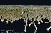 Mosquito larvae on the surface of water. (Jack Kelly Clark)