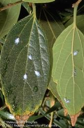 Whitish wax and sticky honeydew from woolly hackberry aphid on hackberry tree. (Jack Kelly Clark)