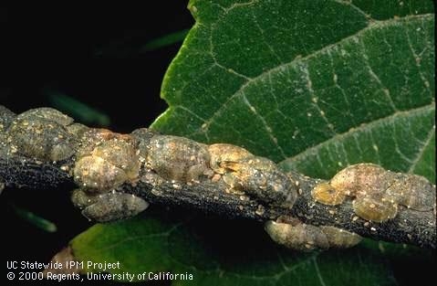Citricola scale adults and crawlers on hackberry tree. (Jack Kelly Clark)