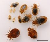 Fig 1. Adult and nymph bed bugs. (D.-H. Choe)