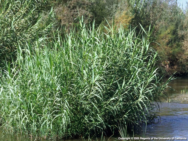 Giant Reed in a stream. (J. DiTomaso)