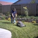 Mowing lawn using electric mulching mower. (C.A. Reynolds)