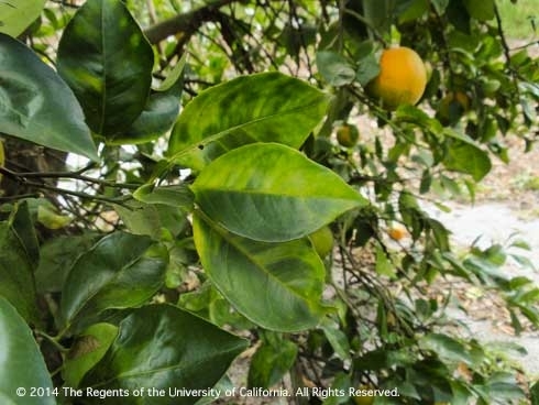 Asymmetrical yellow mottling of citrus leaves and greening of fruit, symptoms of huanglongbing. (E. Grafton-Cardwell)