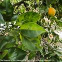 Asymmetrical yellow mottling of citrus leaves and greening of fruit, symptoms of huanglongbing. (E. Grafton-Cardwell)