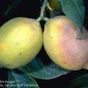 Infestation of brown rot on lemon. (Jack Kelly Clark)
