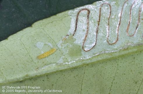 Winding citrus leafminer tunnel on upper surface of a leaf. (David R. Haviland)