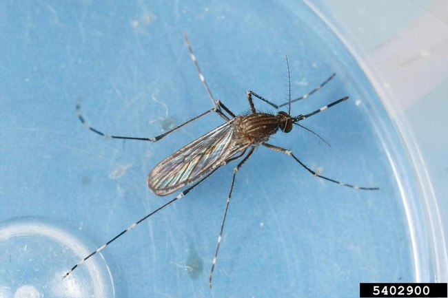 Western encephalitis mosquito. Joseph Berger, Bugwood.org