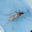 Western encephalitis mosquito. (Joseph Berger, Bugwood.org)