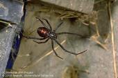 Black widow spider. Jack Kelly Clark