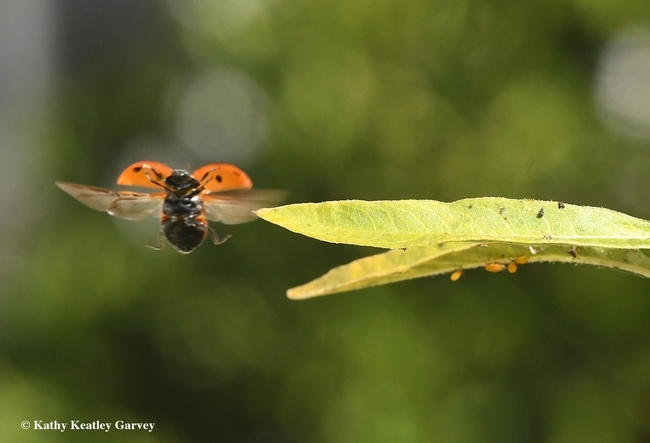 And we're off! This lady beetle spreads its wings and takes off. (Kathy Keatley Garvey)