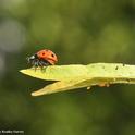 A lady beetle positions itself on a tropical milkweed leaf, poised for flight. (Kathy Keatley Garvey)