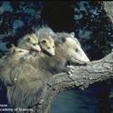 Adult female opossum, with young on her back. (Alden M. Johnson, California Academy of Sciences)