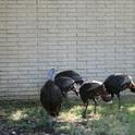 Wild turkeys foraging in an urban community. (Belinda Messenger-Sikes)