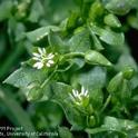 Chickweed leaves and flower. (Jack Kelly Clark)
