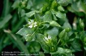 Chickweed leaves and flower. (Jack Kelly Clark)