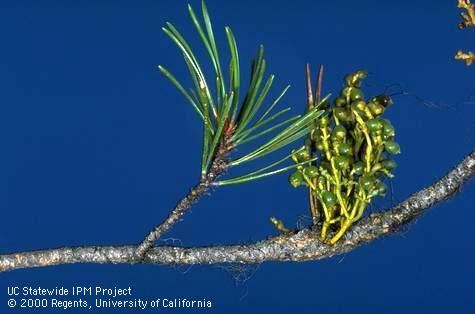 Dwarf mistletoe stems and seeds on a pine branch. (Photo: Jack Kelly Clark)