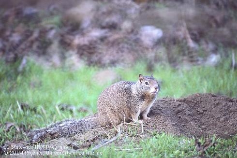 Adult ground squirrel. (Credit: Jack Kelly Clark)