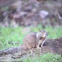 Adult ground squirrel. (Credit: Jack Kelly Clark)