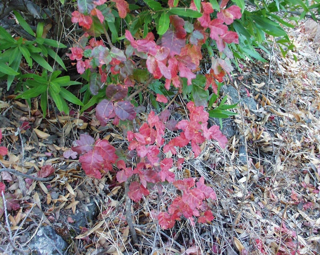 Colorful display of poison oak in fall. (Credit: Anne McTavish)
