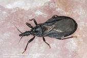 Adult western conenose bug, Triatoma protracta. (Credit: Justin Schmidt)