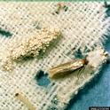 Webbing clothes moth. (Photo credit: Clemson University, USDA Cooperative Extension Slide Series, Bugwood. org)