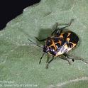 Harlequin bug. (Photo: Jack Kelly Clark)