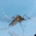 Western encephalitis mosquito. (Credit: Joseph Berger, Bugwood.org)