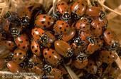 Lady beetles. (Credit: Jack Kelly Clark)