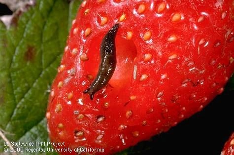 Immature gray garden slug on strawberries. (Credit: Jack Kelly Clark)