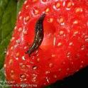 Immature gray garden slug on strawberries. (Credit: Jack Kelly Clark)