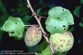 Purplish, scabby spots on apricot fruit and holes in leaves caused by shot hole disease. (Credit: Jack Kelly Clark)
