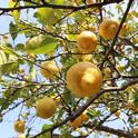 Lemons on a tree. (Credit: Pixabay.com)