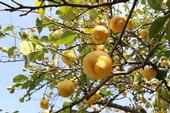 Lemons on a tree. (Credit: Pixabay.com)